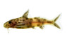 Pink Dwarf Petricola Synodontis Catfish :: 17206