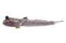 Atlantic Mudskipper :: 23453