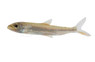 Goliath Tigerfish  :: 49510