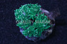 Green Torch Coral :: 95792