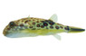 Cross River Pufferfish :: 45716