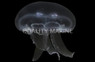 Moon Jellyfish :: 54011