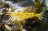 Golden Pinto 'Galaxy' Shrimp :: 89532