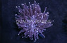 Plate Purple Center w/ Pink Long Tentacles :: 86267