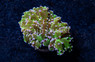 Frogspawn Green w/Pink Tip :: 30600