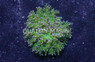 Frogspawn Green w/Pink Tip :: 30600