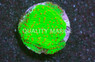Plating, Green w/ Red Polyps :: 31197