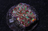 Echinata, Orange/Green Splatter :: 34601
