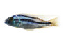 Big-Mouth Maculiceps Cichlid :: 21605