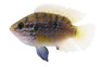 Jewel Blood Red 'Short Body' Cichlid :: 18210