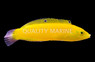 Yellow Chrysus Wrasse, Les Villages :: 33807