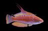 Carpenter's Flasher Wrasse, Les Villages :: 33929