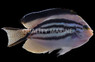 Lamarck Angelfish, Misbarred :: 42391
