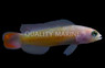 Red Tail Dottyback :: 26012