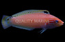 Triplespot Wrasse :: 87720