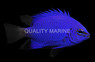 Malenesian Blue Damselfish :: 15156