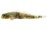 Risdawatiae Dragon Goby :: 18974