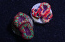 Blasto Psychedelic :: 97245