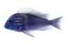 T. Duboisi Saddleback Adult Cichlid :: 18197