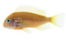 T. Moorii 'Red Bishop' Cichlid :: 38617