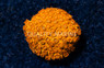 Cyphastrea, Orange Hi-C :: 62295