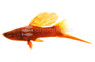 Hifin Red Blood Swordtail :: 88470