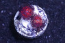 Zoa, Nightmare :: 77158