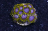 Zoa, Avatarbeast :: 55204