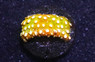 Cyphastrea, Golden :: 45542