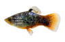 Calico Coral Blue Platy :: 97659