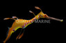 Weedy Sea Dragon :: 30932