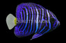 Asfur Juvenile Angelfish, Bali Aquarich :: 10216