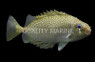 Little Spinefoot Rabbitfish :: 27012