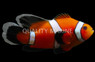 Ocellaris, Longfin Clownfish, QM Labs :: 14234