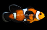 Longfin Misbar Ocellaris Clownfish, QM Labs :: 14235