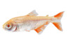 Buenos Aires Albino Tetra :: 67515