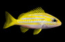 Hi Fin Blue Lined Snapper :: 30012