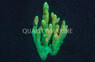 Mango Millepora, Solomon Islands :: 43474