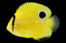 Goldflake Angelfish, Juvenile, Bali Aquarich :: 10221