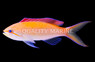 Dispar Anthias, Les Villages :: 11084