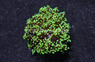 Frogspawn Green Tip :: 87780