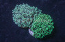 Frogspawn Green Tip :: 87780