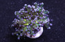 Octopus Branch Green w/Purple Tips :: 62437
