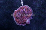 Orange Undata Coral :: 52418