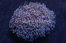 Purple Tip Green Cristata Coral :: 35569