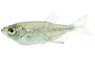 Dusky Narrow Hatchetfish :: 22803