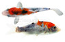 Premium Tri Color Koi  :: 90437