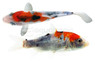 Tri Color Koi - Premium :: 90437