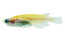 Medaka Stardust Red & White Ricefish :: 74704