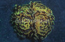 Green Gold Branching Splatter Hammer Coral :: 43667